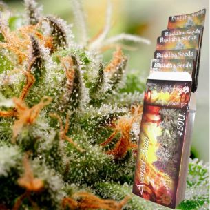 ASSORTED CLASSICS AUTO X10-BUDDHA SEEDS